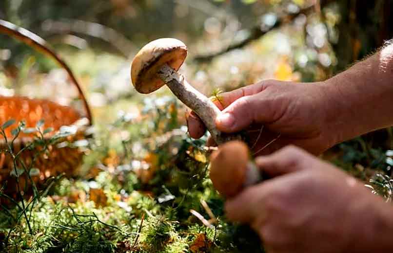 Apanhadores de Cogumelos Encontram Ouro Selvagem no Interior de Portugal