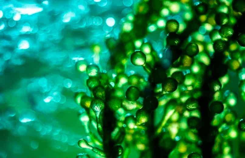 Biofertilizantes de Algas Marinhas Impulsionam Agricultura Sustentável em Portugal
